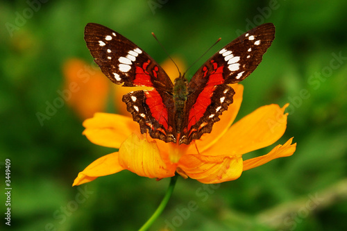 Plakat pejzaż kwiat natura miłość