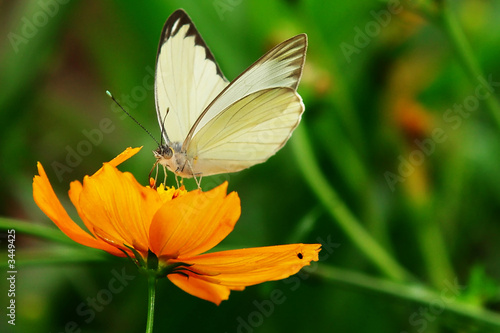 Plakat motyl natura miłość kwiat