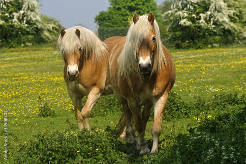 Naklejka natura zwierzę łąka