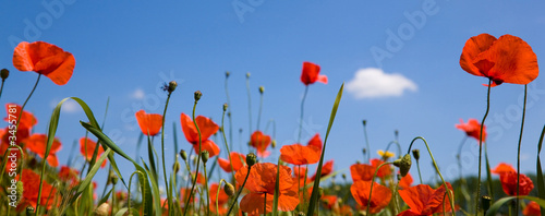 Plakat pejzaż natura zboże