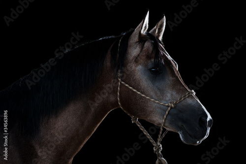 Obraz na płótnie grzywa klacz koń zwierzę