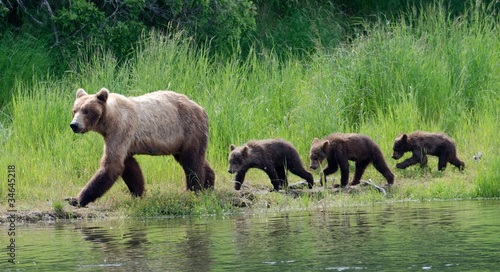 Fotoroleta natura niedźwiedź woda