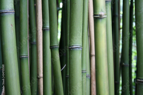 Obraz na płótnie bambus roślina las