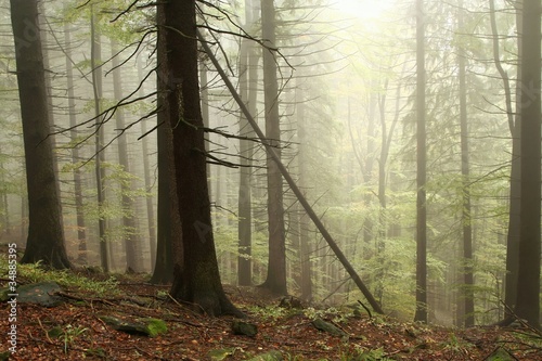 Obraz na płótnie iglasty stary świerk park