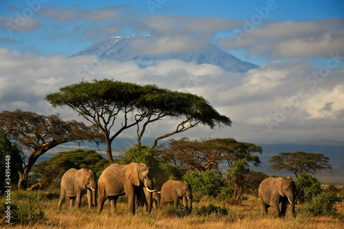 Fototapeta Rodzinka słoni pod Kilimanjaro