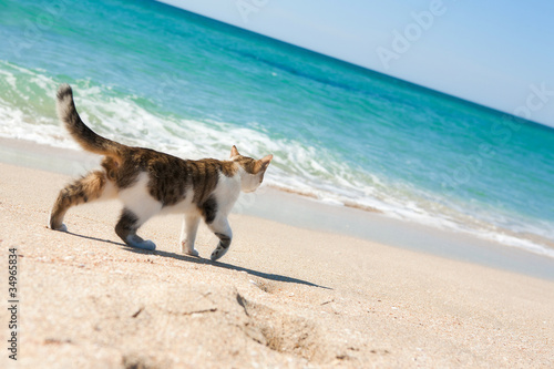 Obraz na płótnie Kot spaceruje po plaży