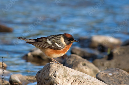 Naklejka woda zwierzę piękny natura