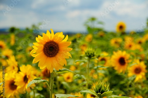 Fotoroleta kwiat słońce natura lato słonecznik