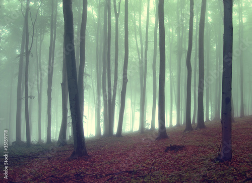 Fotoroleta jesień natura słońce las drzewa