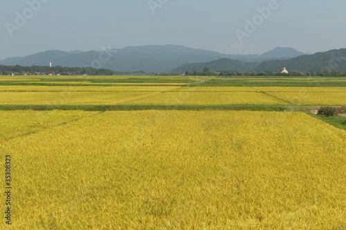 Fotoroleta rolnictwo krajobraz japonia jesień