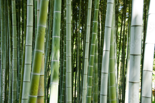 Obraz na płótnie las japonia drzewa dżungla