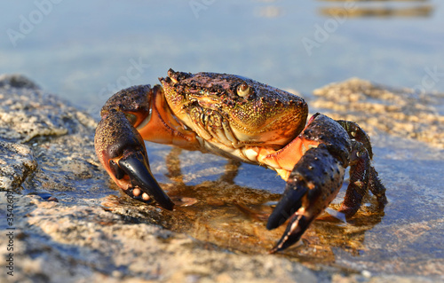 Naklejka krab plaża wzór