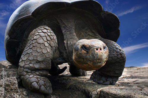 Plakat wyspa płaz oko galapagos