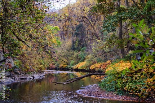 Fotoroleta drzewa jesień natura