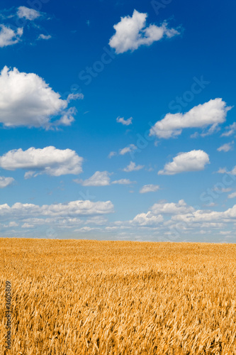 Obraz na płótnie jęczmień wiejski natura