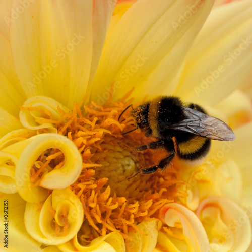 Fotoroleta zwierzę lato pyłek natura kwiat