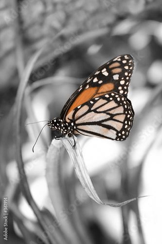 Plakat wzór natura motyl zwierzę żółty