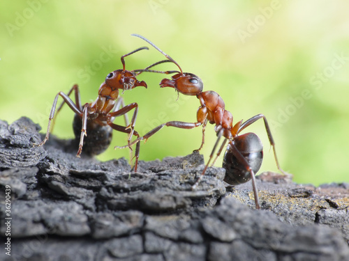 Fototapeta zwierzę stosunek komunikacja owad łącze
