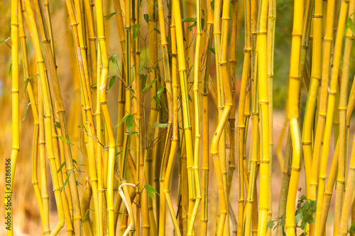 Naklejka roślina natura bambus kij zbliżenie