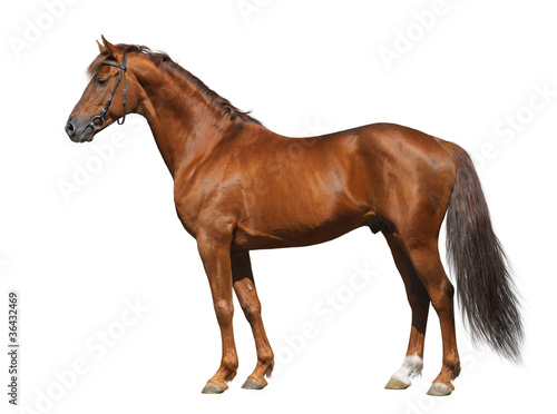 Obraz na płótnie stadnina ogier zwierzę koń ssak