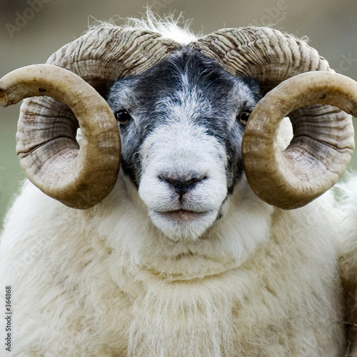Plakat stado rolnictwo zwierzę owca