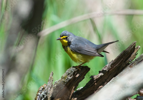 Fotoroleta natura dziki las