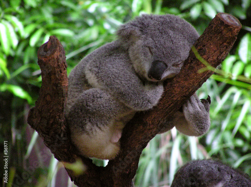 Fotoroleta australia ładny zwierzę