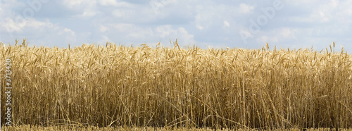 Plakat panorama natura rolnictwo słoma