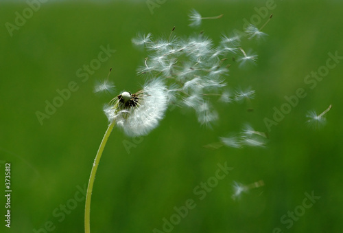 Plakat roślina kwitnący wzór natura lato