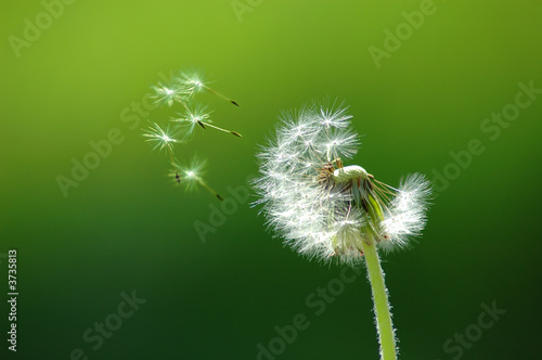 Fotoroleta kwiat wzór natura