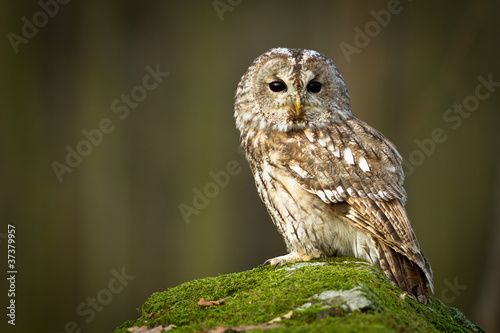 Fotoroleta zwierzę fauna noc sowa