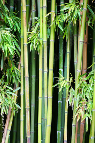 Naklejka bambus chiny las