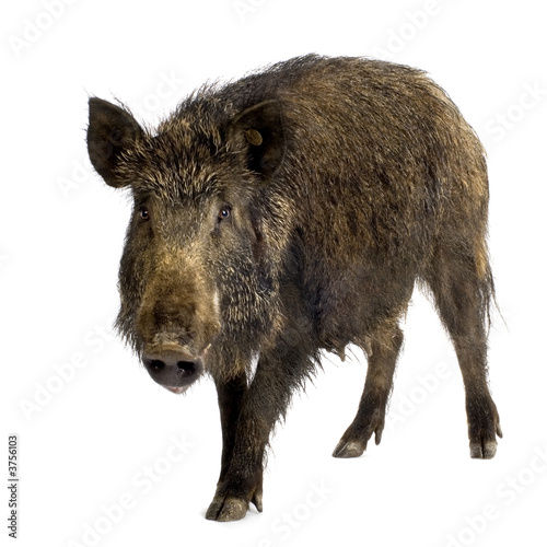Plakat świnia dziki zwierzę
