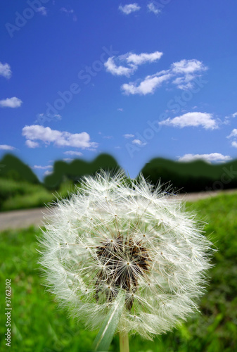 Fototapeta lato wiejski piękny