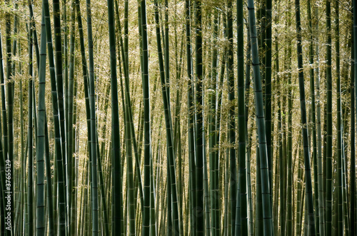 Plakat zen park spokojny