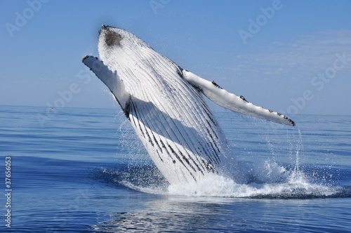 Naklejka długopłetwiec australia zachodnia wieloryb  