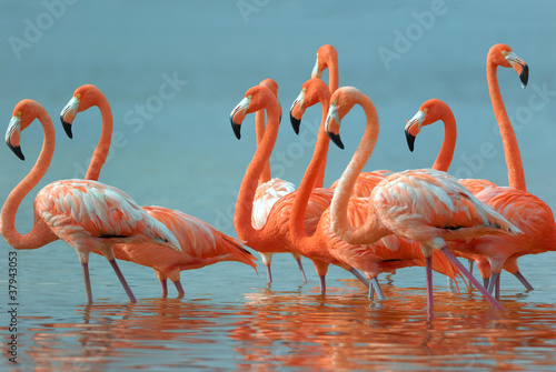 Fotoroleta Flamingos are walking in the river.