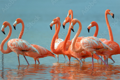 Fototapeta Flamingos are walking in the river.