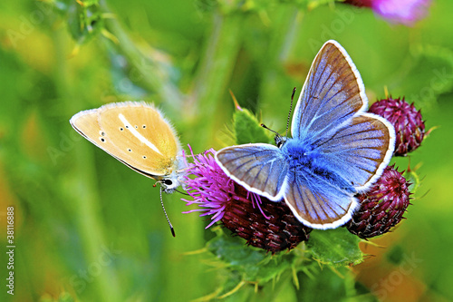 Fotoroleta para natura motyl dzień niebieski