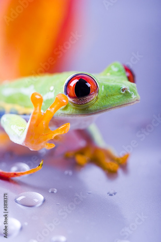 Fotoroleta oko natura fauna abstrakcja