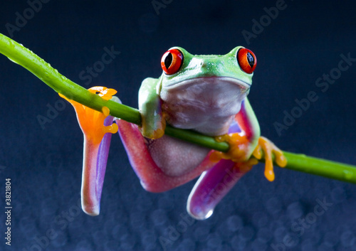 Plakat abstrakcja natura żaba fauna