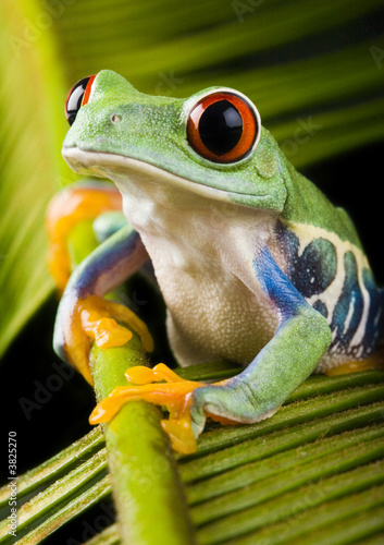 Naklejka fauna oko płaz zwierzę