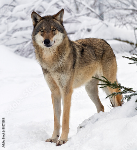 Fotoroleta natura dzikie zwierzę park