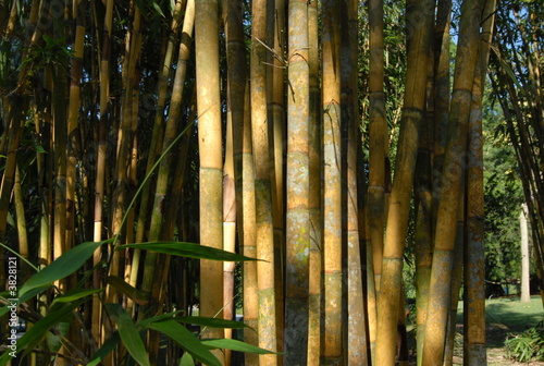 Fototapeta natura woda ogród bezdroża