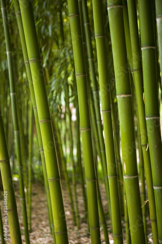 Naklejka las azja bambus