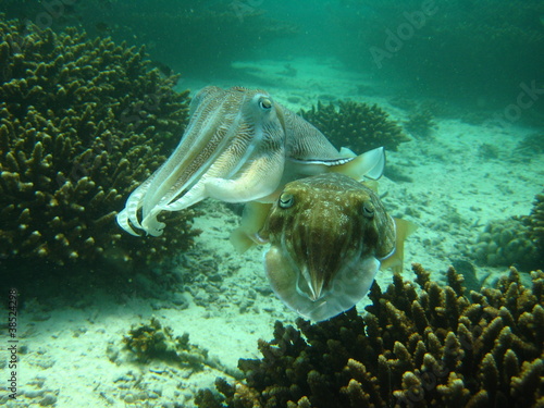 Plakat fauna mięczak podwodne