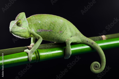 Plakat egzotyczny płaz portret kameleon zwierzę - Dekowizja.pl