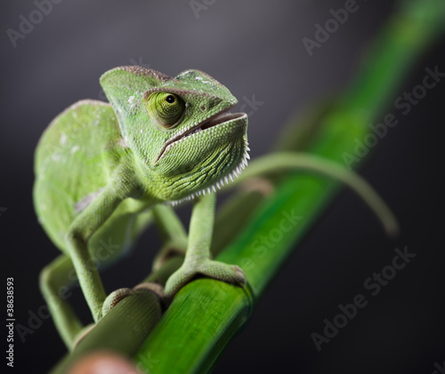 Fotoroleta zwierzę natura ładny