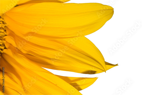 Naklejka kwiat słońce słonecznik