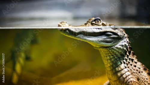 Fotoroleta natura dżungla aligator